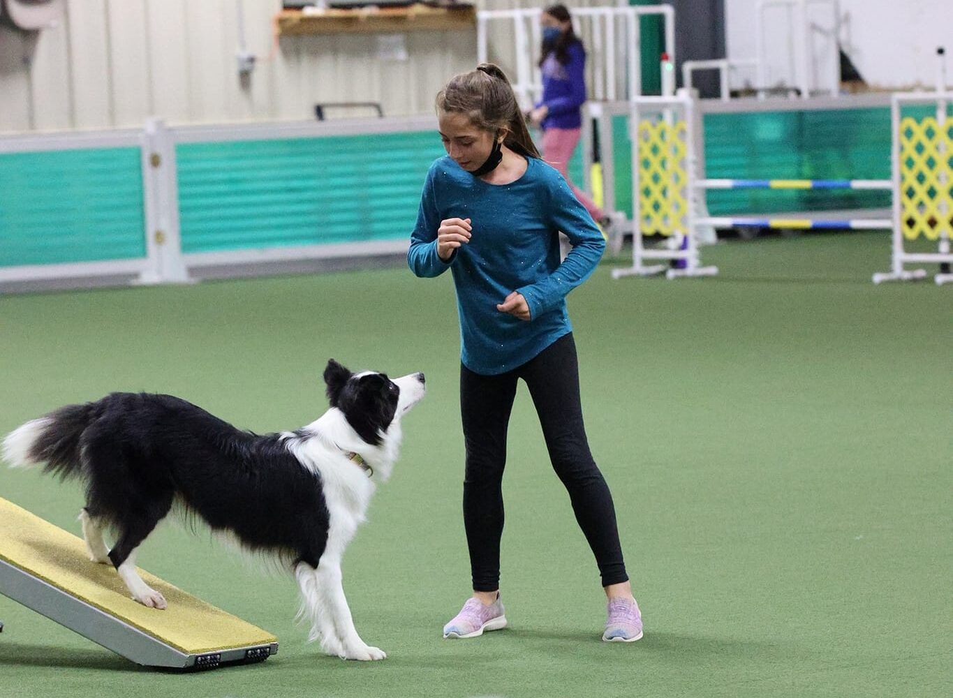 The Top 10 Tips for Training Your Border Collie - Mondenkind Border Collies